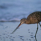 Marbled Godwit; Santa Barbara, CA