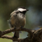 Black Capped Chickadee; Jackson, WY