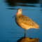 Marbled Godwit; Santa Barbara, CA