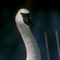 Trumpeter Swan; Jackson, WY