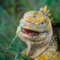 Land Iguana, Galapagos Islands