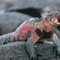 Marine Iguana, Galapagos Islands